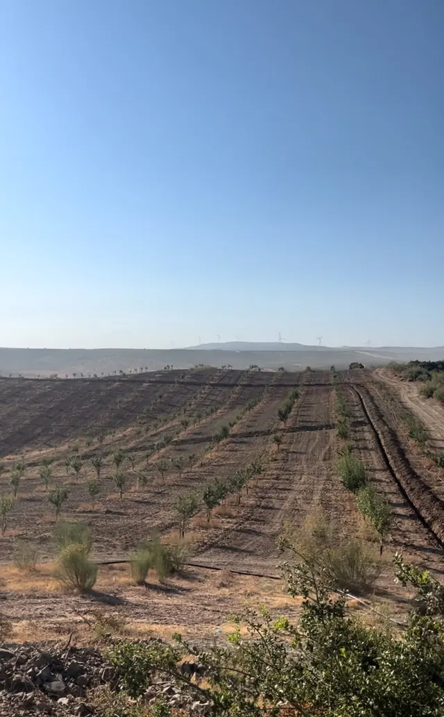 Ladera de tierra labrada con filas de árboles jóvenes y una zanja a un lado